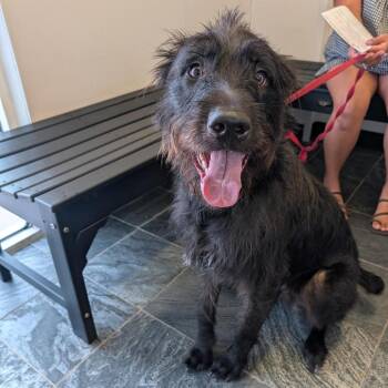 Rye -  German Wirehaired Pointer and Mixed Breed Dog for Adoption in Clearwater, Florida - Rye | PetCurious