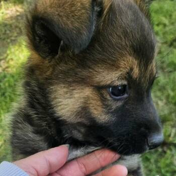 Husky and Mixed Breed Dogs Available for Adoption in Tulsa, Oklahoma - Aurora | PetCurious