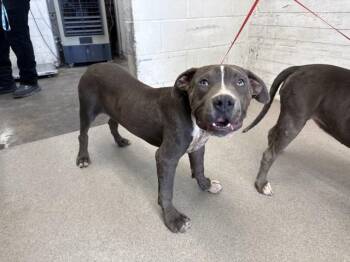 MANCHEGO -  Pit Bull Terrier Dog for Adoption in San Bernardino, California - MANCHEGO | PetCurious