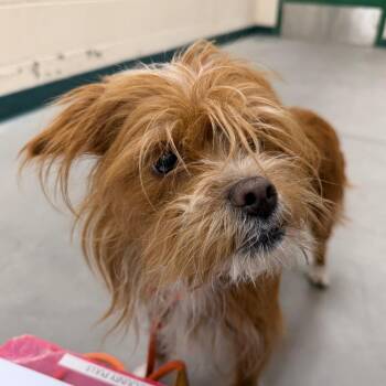 Cairn Terrier Dogs Available for Adoption in Reno, Nevada - Mila | PetCurious