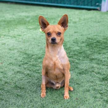 Chihuahua Dogs Available for Adoption in Pasadena, California - Miggy | PetCurious