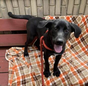 Topaz -  Labrador Retriever and Mixed Breed Dog for Adoption in Saint Clairsville, Ohio - Topaz | PetCurious