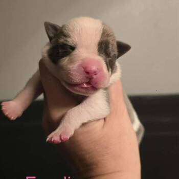 Fendi -  Pit Bull Terrier and Mixed Breed Dog for Adoption in Olathe, Kansas - Fendi | PetCurious