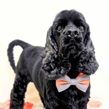 Loki -  Cocker Spaniel Dog for Adoption in South San Francisco, California - Loki | PetCurious
