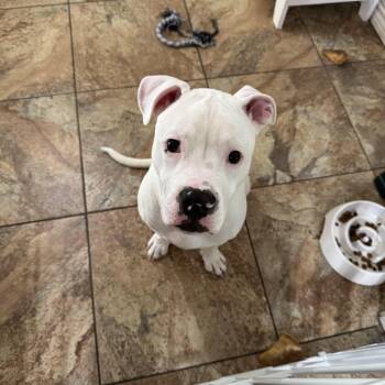 Pit Bull Terrier and American Staffordshire Terrier Dogs Available for Adoption in Fort Worth, Texas - Mozzarella | PetCurious