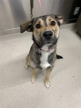 Husky Dogs Available for Adoption in Fairbanks, Alaska - TOVA | PetCurious