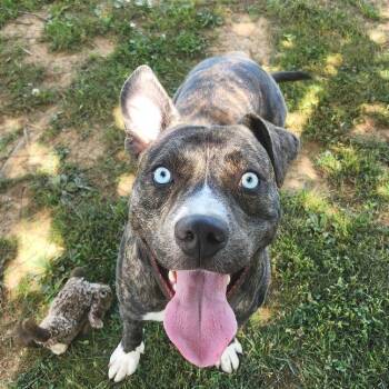 Mixed Breed Dogs Available for Adoption in Chattanooga, Tennessee - Wave | PetCurious