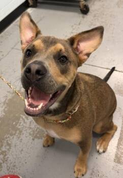 Rocket -  Pit Bull Terrier and Shepherd Dog for Adoption in Sacramento, California - Rocket | PetCurious