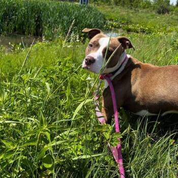 Pizza -  Pit Bull Terrier Dog Available for Adoption in Matteson, Illinois - Pizza | PetCurious