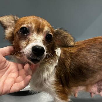 Maple -  Mixed Breed Dog for Adoption in Chattanooga, Tennessee - Maple | PetCurious