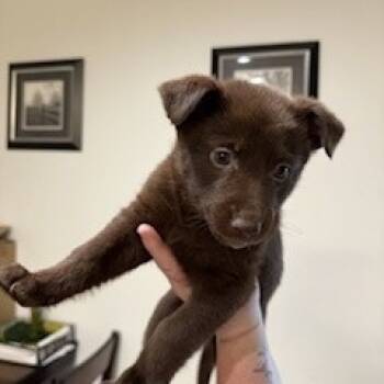 Rescue Australian Kelpie and Mixed Breed Dogs for Adoption in Oceanside, California - Zoey | PetCurious
