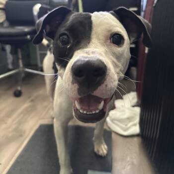 Chef -  Pit Bull Terrier Dog for Adoption in Tampa, Florida - Chef | PetCurious