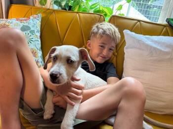 Castiel Goose the perfect family boy -  Wirehaired Terrier and Chihuahua Dog for Adoption in Friendswood, Texas - Castiel Goose The Perfect Family Boy | PetCurious