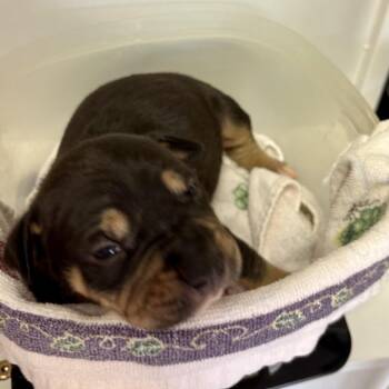 Pit Bull Terrier Dogs Available for Adoption in Jefferson City, Tennessee - Maverick | PetCurious