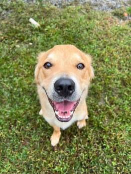 Rescue Golden Retriever Dogs for Adoption in Blue Ridge, Georgia - Hutch | PetCurious