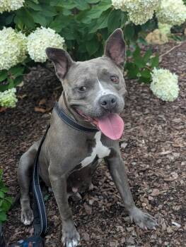 Shelley -  Mixed Breed Dog for Adoption in Huntsville, Alabama - Shelley | PetCurious