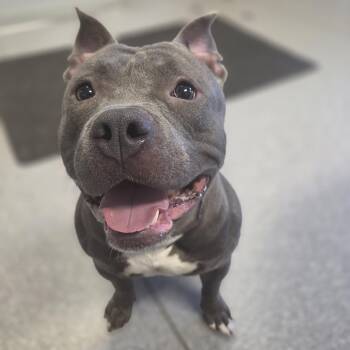 Ghost -  American Staffordshire Terrier Dog for Adoption in Watertown, New York - Ghost | PetCurious
