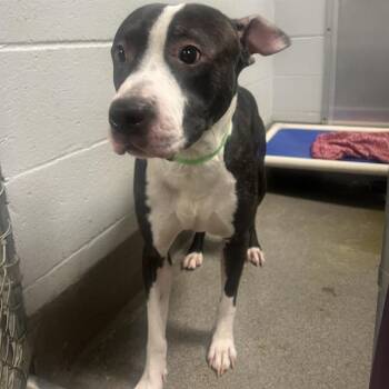 Rescue Staffordshire Bull Terrier and Mixed Breed Dogs for Adoption - BENSON | PetCurious