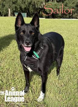 Rescue Australian Kelpie Dogs for Adoption in Groveland, Florida - Sailor | PetCurious