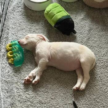 Fluff -  Dachshund and Terrier Dog for Adoption in Minneapolis, Minnesota - Fluff | PetCurious