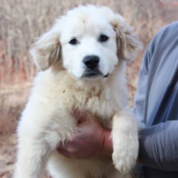 Great Pyrenees and Husky Dogs Available for Adoption - CT Neptune | PetCurious