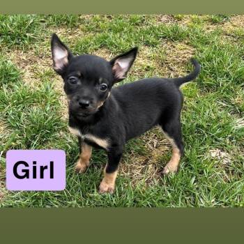 Mixed Breed Dogs Available for Adoption in Kittanning, Pennsylvania - Burdette 7 | PetCurious