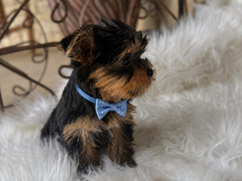 Yorkshire Terrier Dogs Available for Sale in Weatherford, Oklahoma - Jett | PetCurious