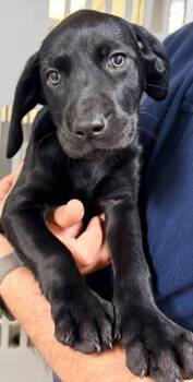 Labrador Retriever Dogs Available for Adoption in Newnan, Georgia - Lyra | PetCurious
