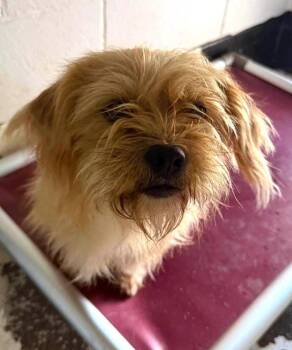 Hazel 2 -  Cairn Terrier Dog for Adoption in Savannah, Georgia - Hazel 2 | PetCurious