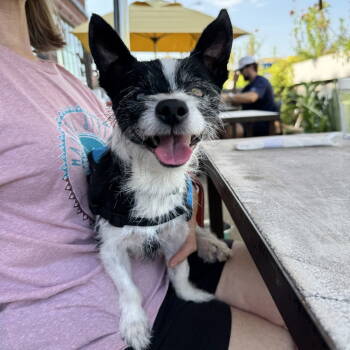 Rescue Terrier Dogs for Adoption in Dallas, Texas - Frijole Frank | PetCurious