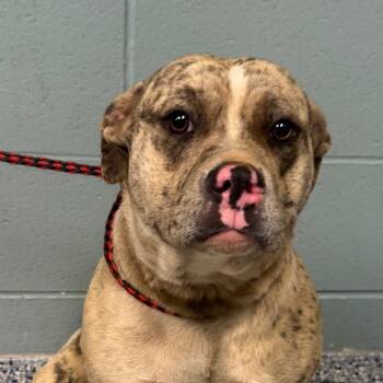 American Staffordshire Terrier Dogs Available for Adoption - Wanita | PetCurious