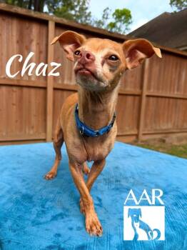 Chihuahua Dogs Available for Adoption in Magnolia, Texas - Chaz | PetCurious