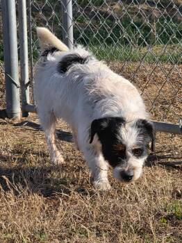 Terrier and Mixed Breed Dogs Available for Adoption - Bear | PetCurious