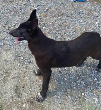 pepper -  German Shepherd Dog and Belgian Shepherd Sheepdog Dog for Adoption in Lakeland, Georgia - Pepper | PetCurious