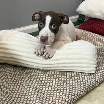 Denver -  Husky and Australian Shepherd Dog for Adoption in Watertown, Connecticut - Denver | PetCurious