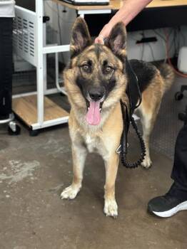 Mixed Breed Dogs Available for Adoption in Dallas, Texas - TRIGGER | PetCurious