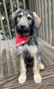 Terrier Dogs Available for Adoption - Ralphie Fluff | PetCurious