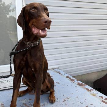 Randall -  Doberman Pinscher Dog for Adoption in East St. Louis, Illinois - Randall | PetCurious