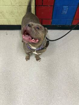 Pit Bull Terrier Dogs Available for Adoption in Indianapolis, Indiana - REMY | PetCurious
