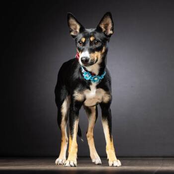 Dina -  Manchester Terrier and Mixed Breed Dog Available for Adoption in Jupiter, Florida - Dina | PetCurious