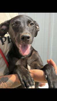 Piper -  Labrador Retriever Dog for Adoption - Piper | PetCurious