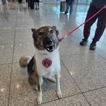 Spitz Dogs Available for Adoption in Northbrook, Illinois - Heukdang | PetCurious