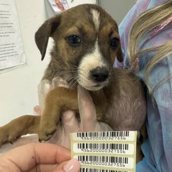 Carl Dean -  Mixed Breed Dog for Adoption in Charleston, West Virginia - Carl Dean | PetCurious