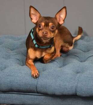 Rescue Chihuahua Dogs for Adoption in Edwards, Illinois - Ace | PetCurious