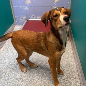 JJ -  Bernese Mountain Dog and Coonhound Dog for Adoption in Stillwater, Oklahoma - JJ | PetCurious