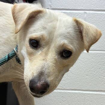 Rescue Shepherd Dogs for Adoption in Corpus Christi, Texas - Brisket | PetCurious