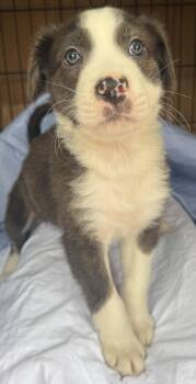 Rescue Australian Shepherd Dogs for Adoption in Evergreen, Colorado - Churro | PetCurious