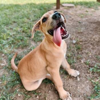 Syd-Knee -  Terrier and Hound Dog for Adoption in Binghamton, New York - Syd-Knee | PetCurious