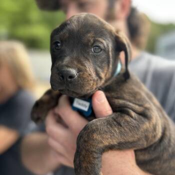 Pit Bull Terrier Dogs Available for Adoption - Teddy | PetCurious