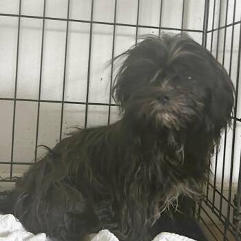 Dr. Trevina B1 -  Mixed Breed Dog for Adoption in Leander, Texas - Dr. Trevina B1 | PetCurious